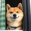 user icon