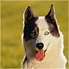 user icon