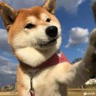 user icon