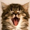 user icon